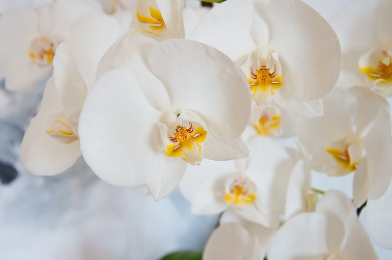 Mermaid Orchids