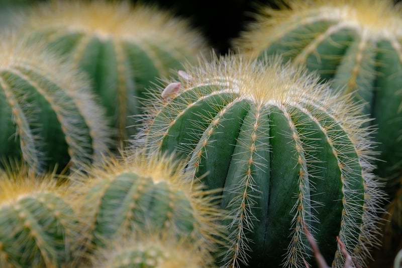 Sorcerer's Succulents