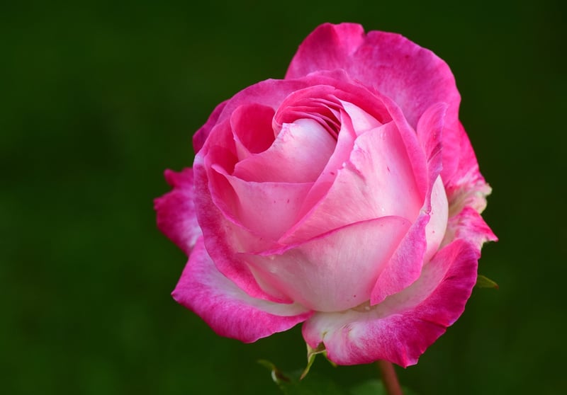 Enchanted Roses