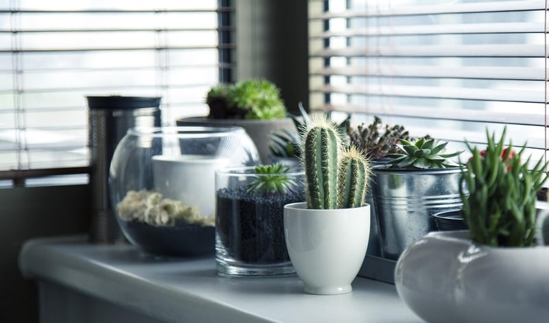 Sorcerer's Succulents