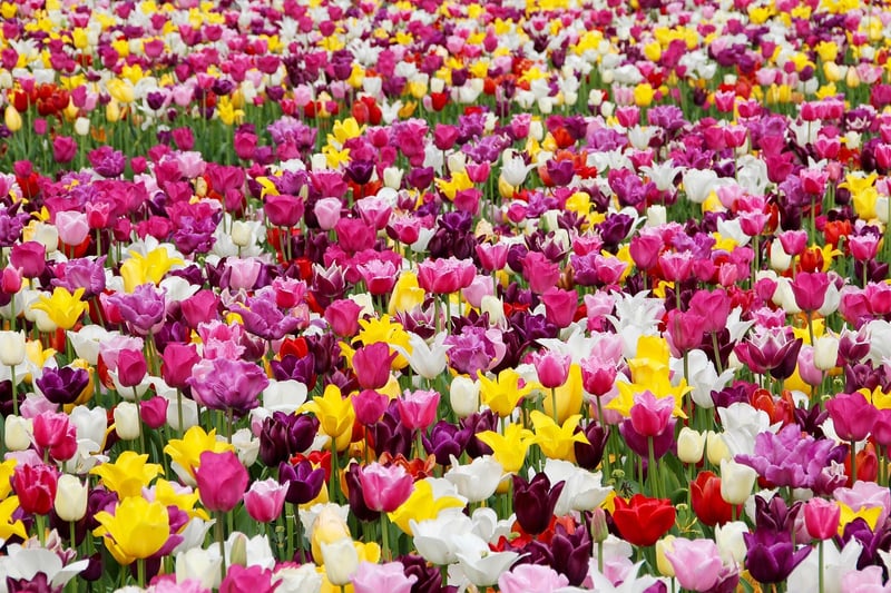 Dragon Tulips